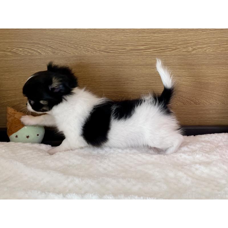 販売中の栃木県のチワワ(ロングコート)-437942の2枚目