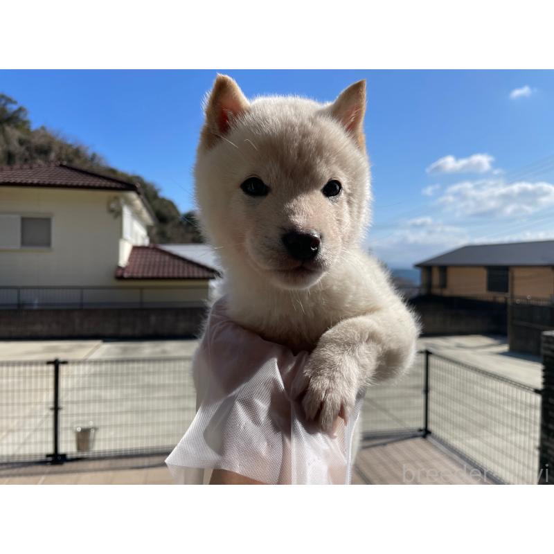 販売中の兵庫県の豆柴-436192の2枚目