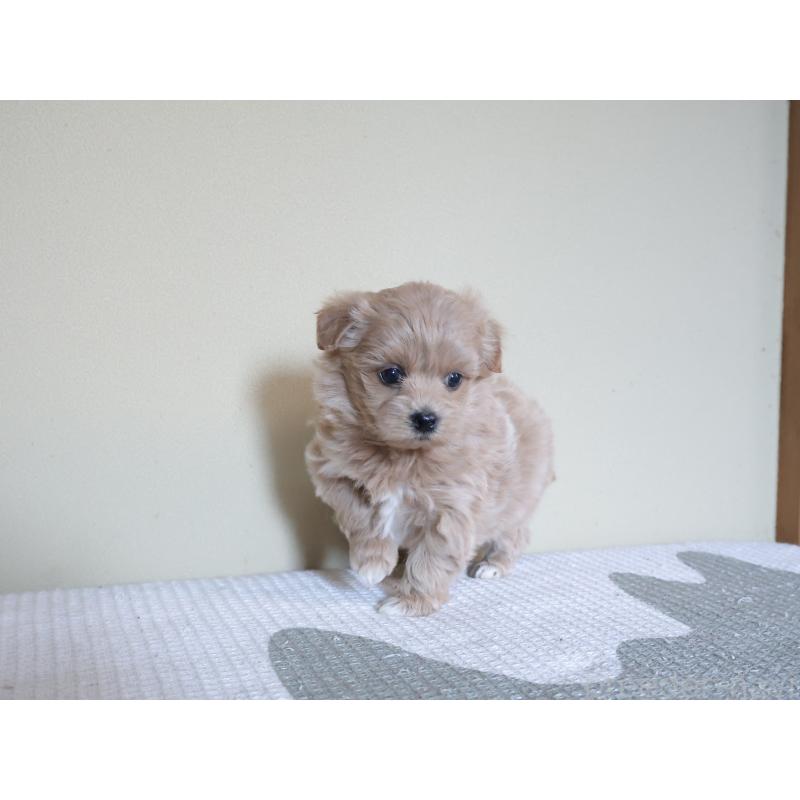 販売中の埼玉県のマルプー:マルチーズ×トイプードル-444911の6枚目