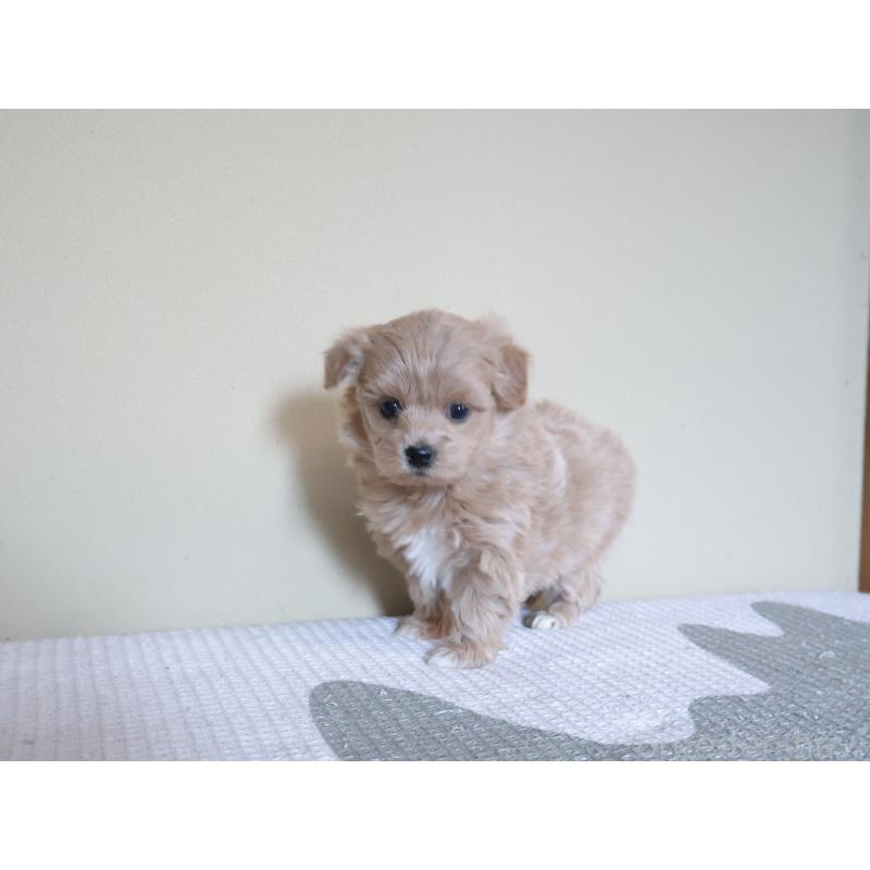 販売中の埼玉県のマルプー:マルチーズ×トイプードル-444911の5枚目