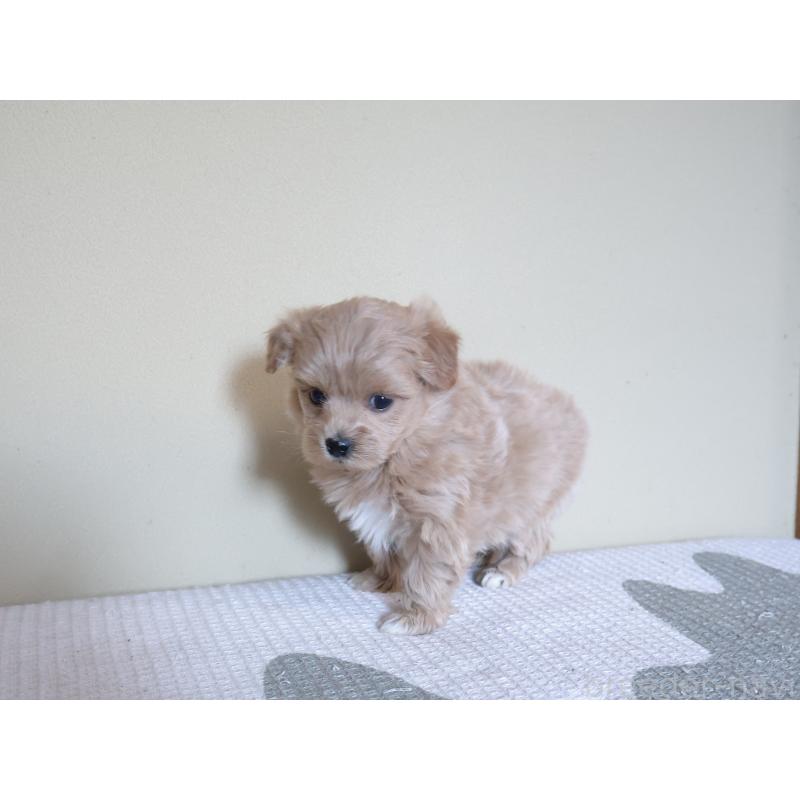 販売中の埼玉県のマルプー:マルチーズ×トイプードル-444911の4枚目