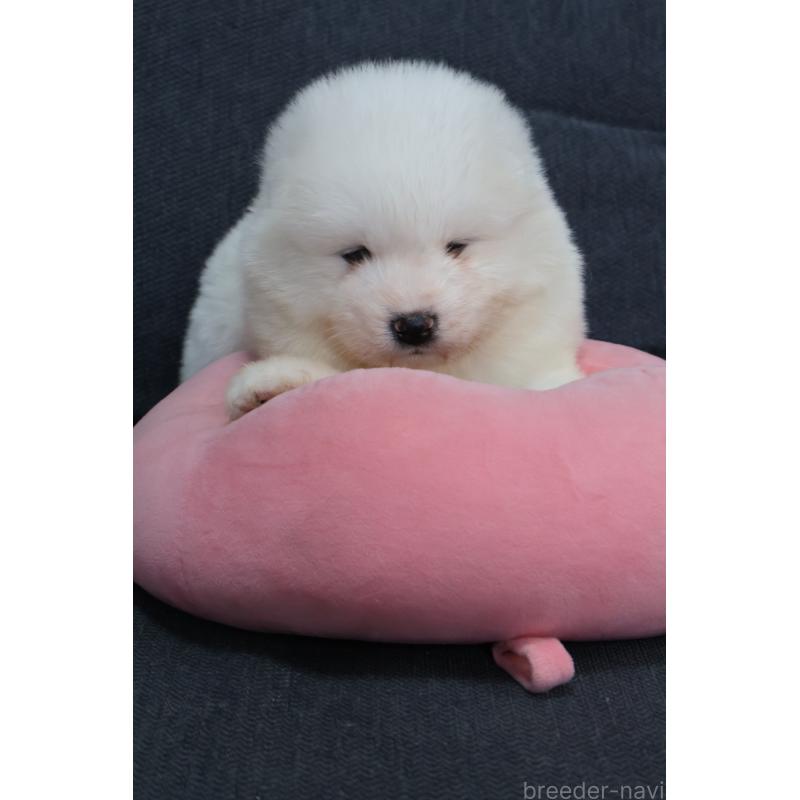 販売中の栃木県のサモエド-444915の8枚目