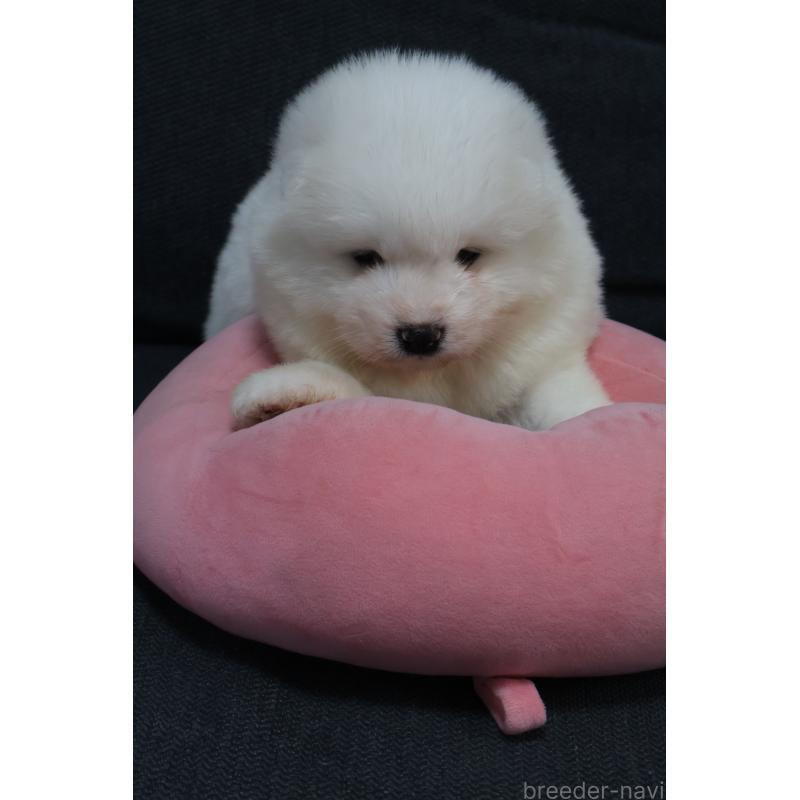 販売中の栃木県のサモエド-444915の6枚目