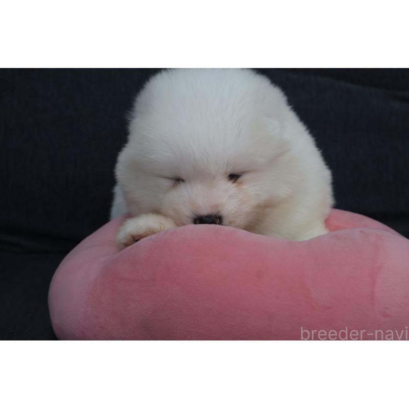 販売中の栃木県のサモエド-444915の5枚目