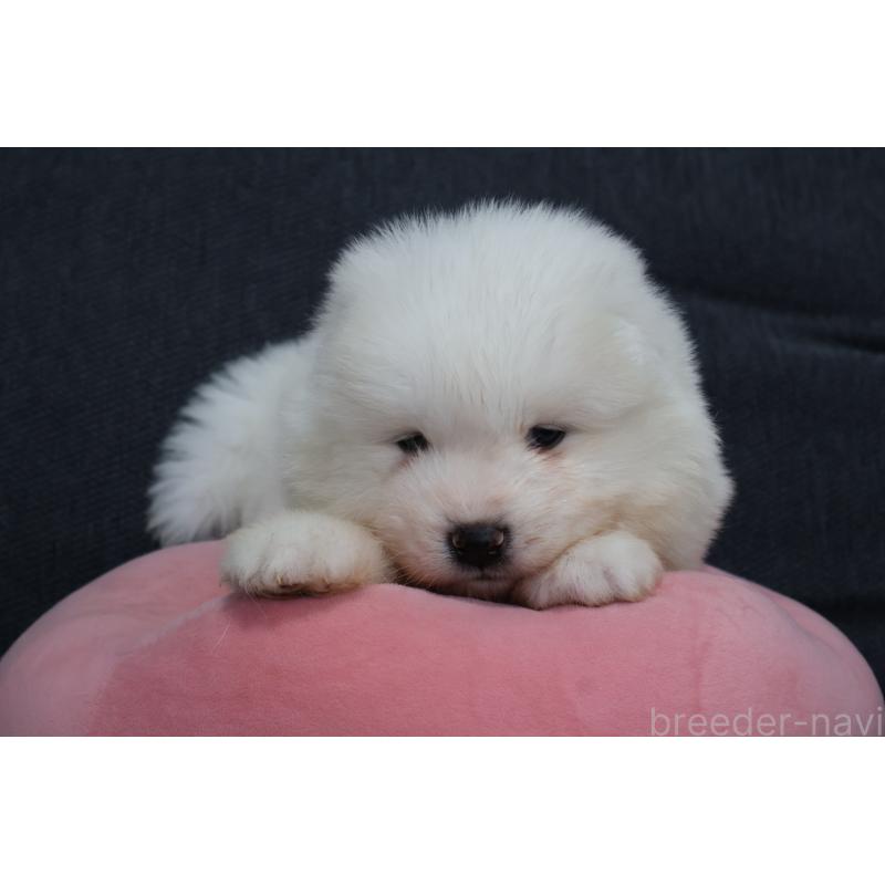 販売中の栃木県のサモエド-444915の4枚目