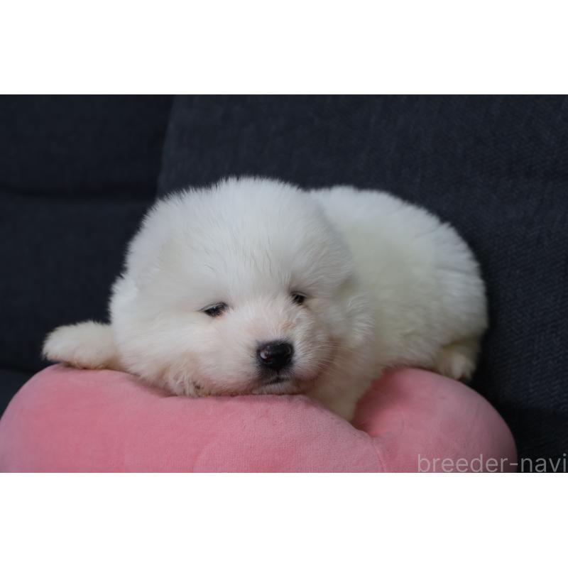 販売中の栃木県のサモエド-444915の3枚目