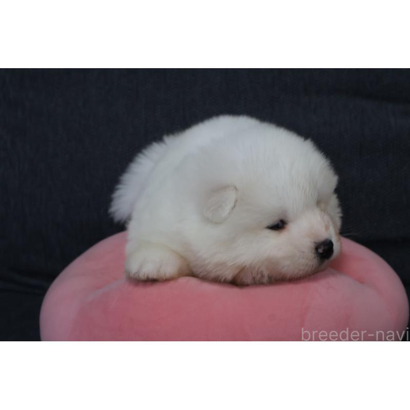 販売中の栃木県のサモエド-444915の2枚目