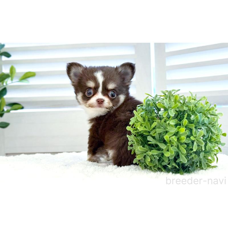 販売中の愛知県のチワワ(ロングコート)-444916の4枚目