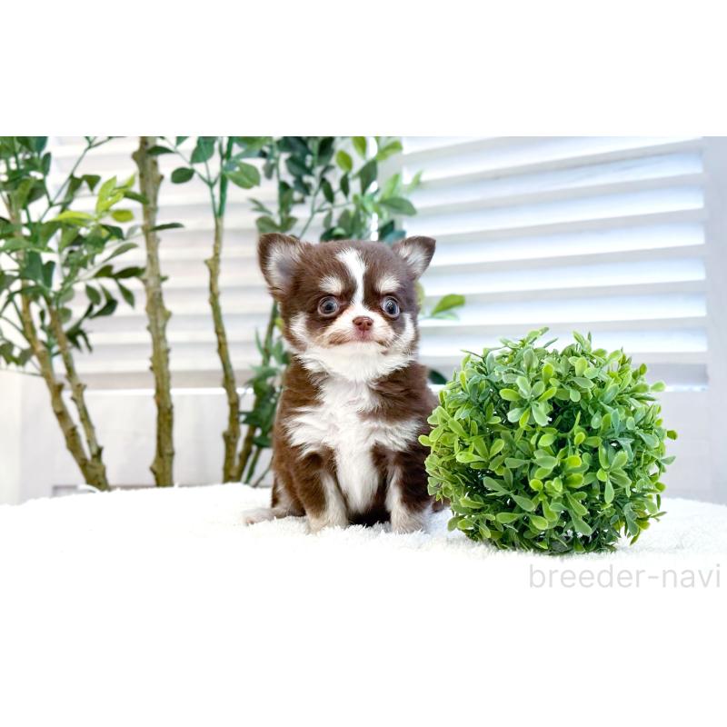 販売中の愛知県のチワワ(ロングコート)-444916の3枚目