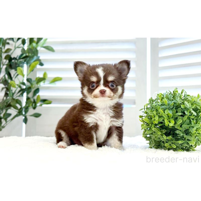 販売中の愛知県のチワワ(ロングコート)-444916の2枚目