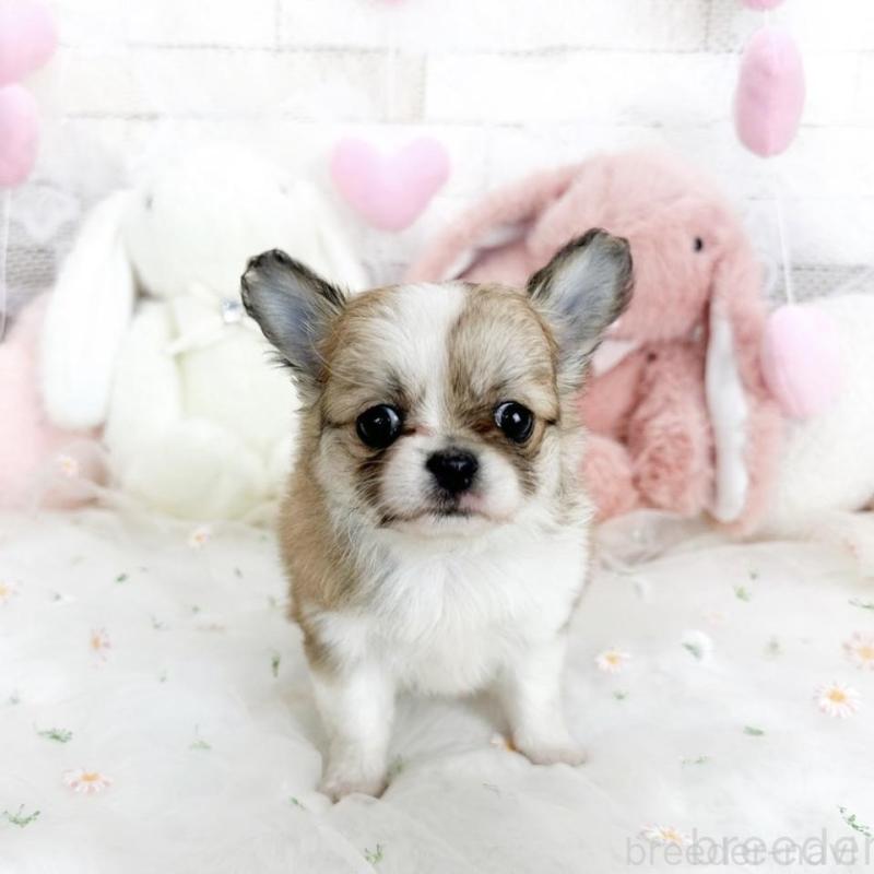 販売中の滋賀県のチワワ(ロングコート)-444917の6枚目