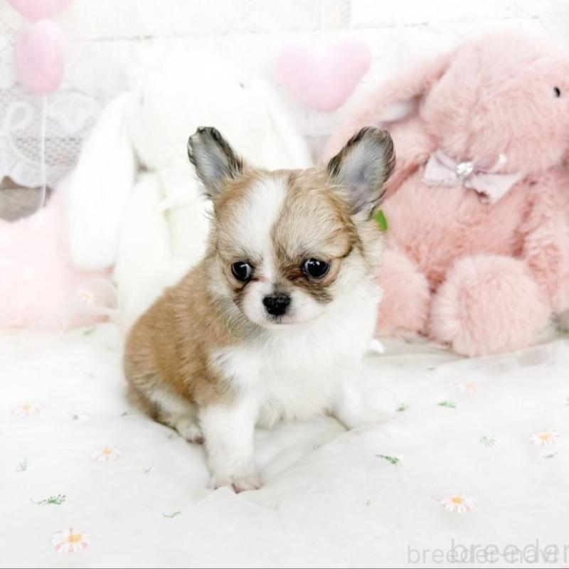 販売中の滋賀県のチワワ(ロングコート)-444917の5枚目