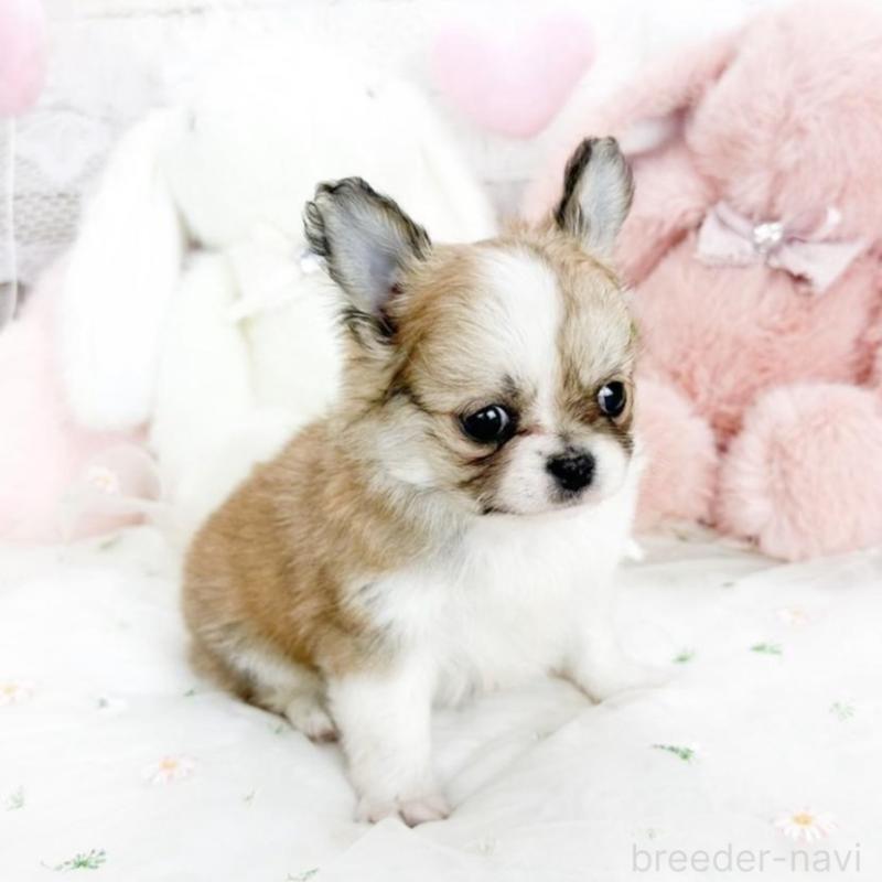 販売中の滋賀県のチワワ(ロングコート)-444917の4枚目