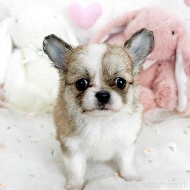 販売中の滋賀県のチワワ(ロングコート)-444917の3枚目