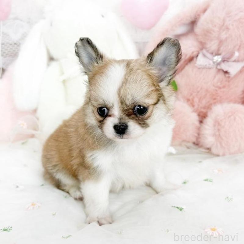 販売中の滋賀県のチワワ(ロングコート)-444917の2枚目