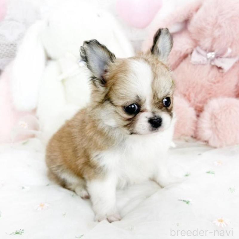 販売中の滋賀県のチワワ(ロングコート)-444917の1枚目