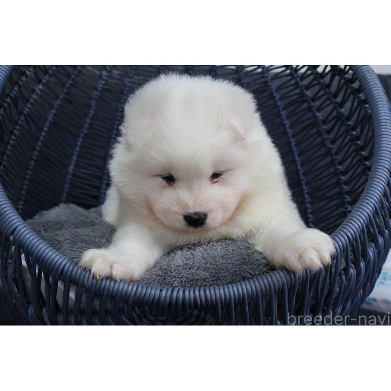 販売中の栃木県のサモエド-444919の7枚目