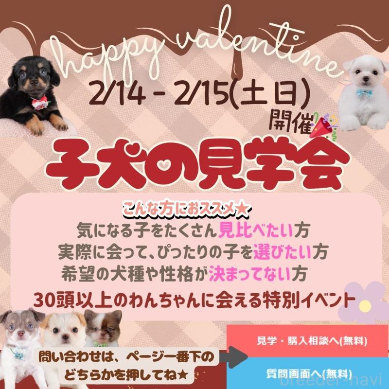 販売中の神奈川県のマルプー:マルチーズ×トイプードル-442983の5枚目