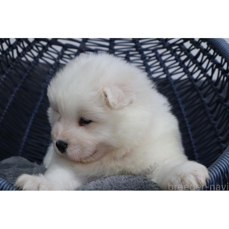販売中の栃木県のサモエド-444919の5枚目