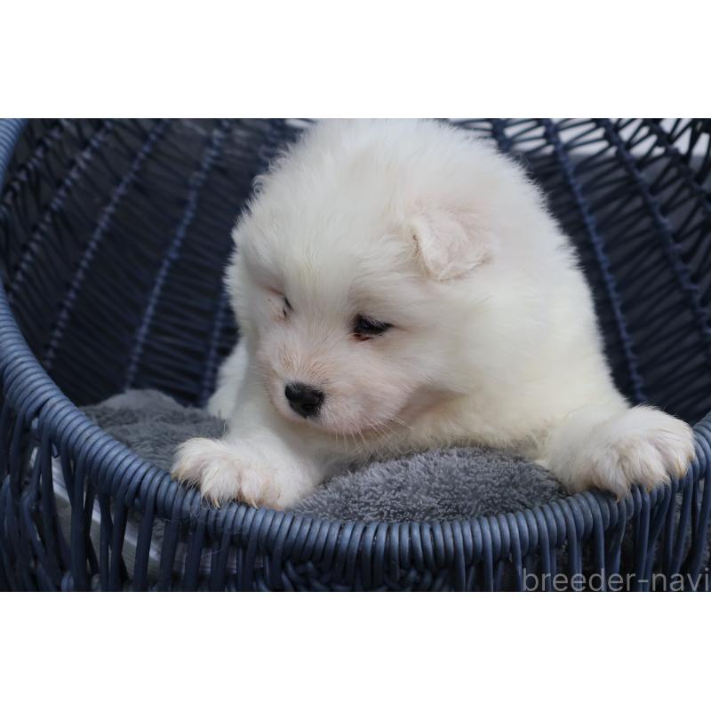 販売中の栃木県のサモエド-444919の4枚目