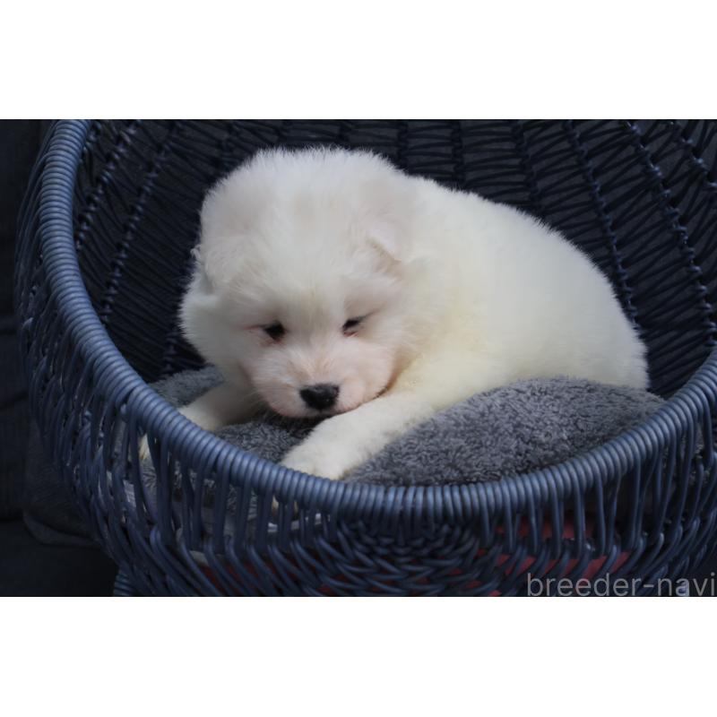 販売中の栃木県のサモエド-444919の3枚目