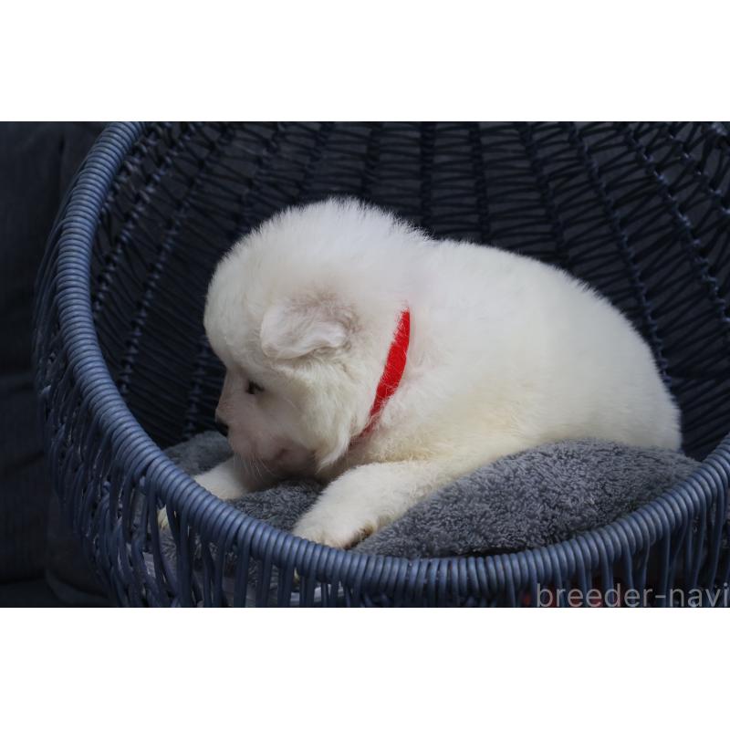 販売中の栃木県のサモエド-444919の2枚目