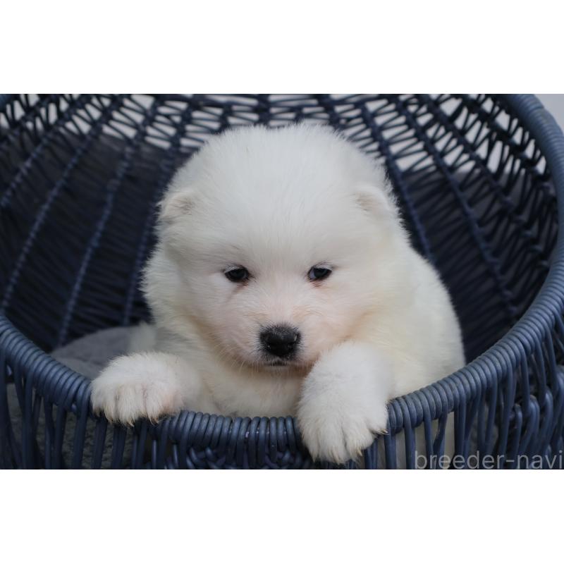 販売中の栃木県のサモエド-444921の9枚目