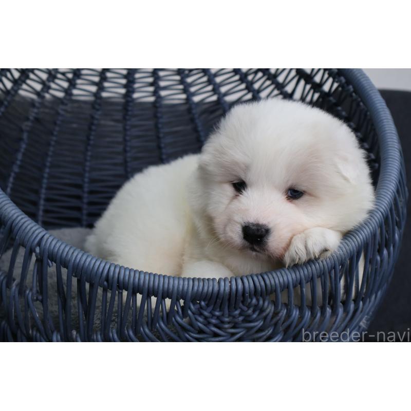 販売中の栃木県のサモエド-444921の8枚目