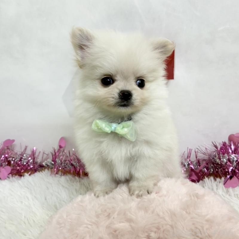 販売中の岐阜県のポメチワ:ポメラニアン×チワワ-444923の1枚目
