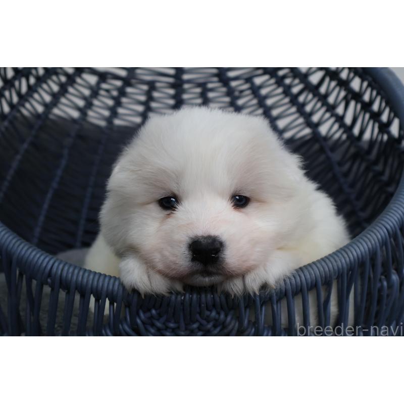 販売中の栃木県のサモエド-444921の6枚目