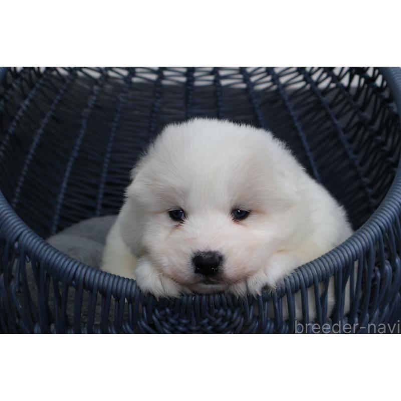 販売中の栃木県のサモエド-444921の5枚目