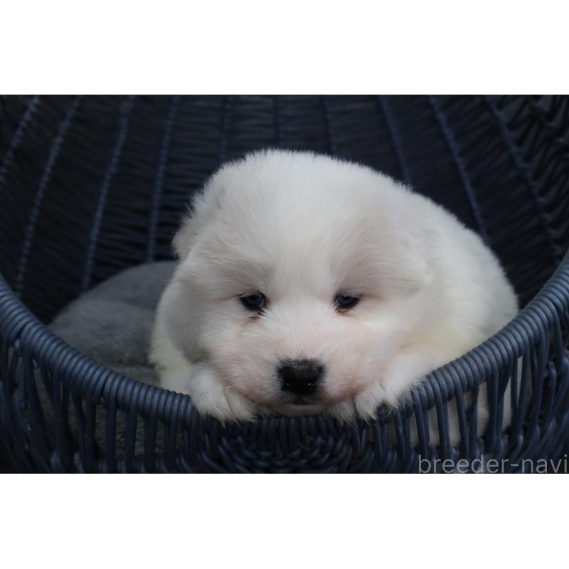 販売中の栃木県のサモエド-444921の3枚目