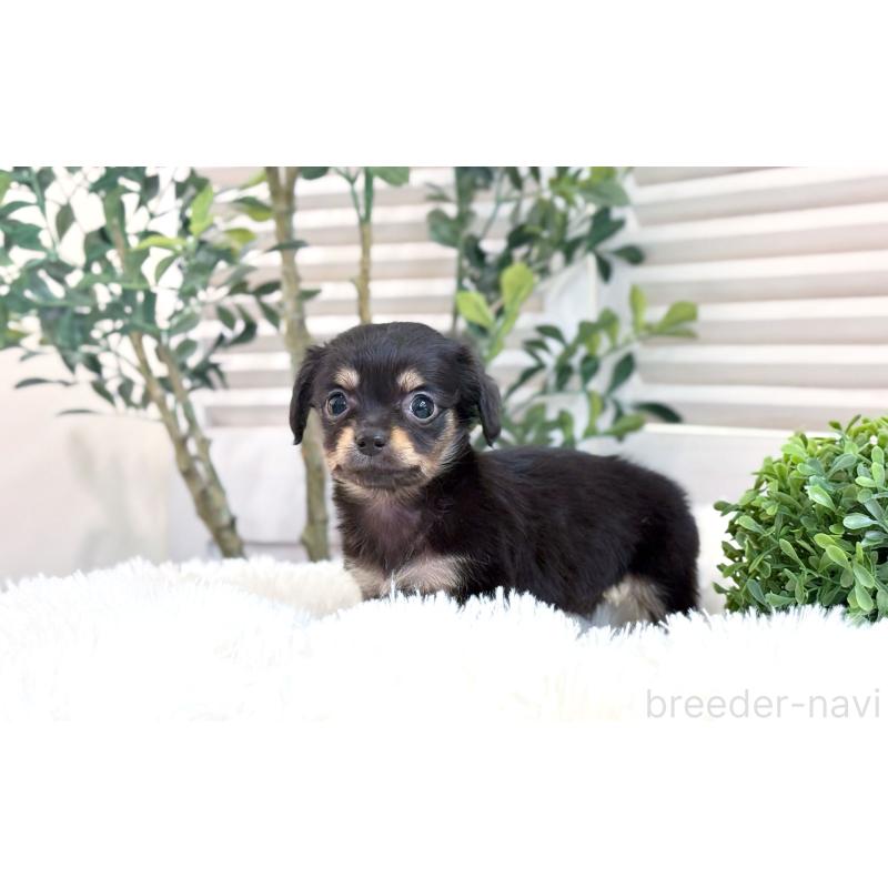 販売中の愛知県のチワックス:チワワ×ミニチュアダックスフンド-444922の4枚目