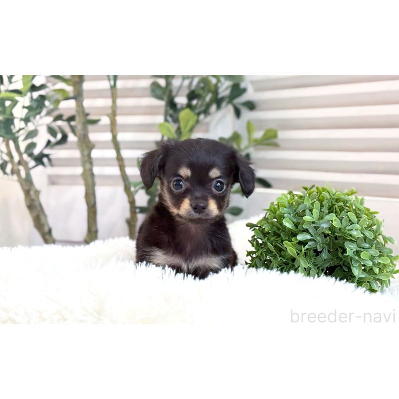 販売中の愛知県のチワックス:チワワ×ミニチュアダックスフンド-444922の2枚目