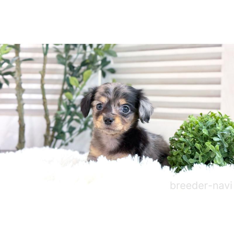 販売中の愛知県のチワックス:チワワ×ミニチュアダックスフンド-444924の4枚目