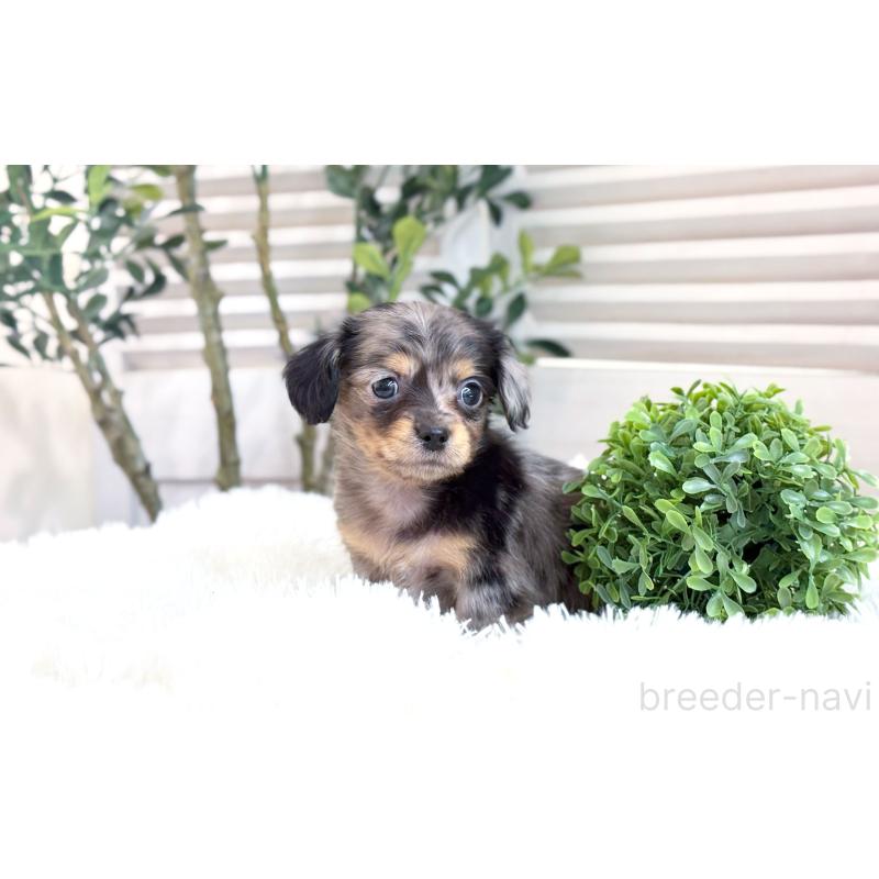 販売中の愛知県のチワックス:チワワ×ミニチュアダックスフンド-444924の3枚目