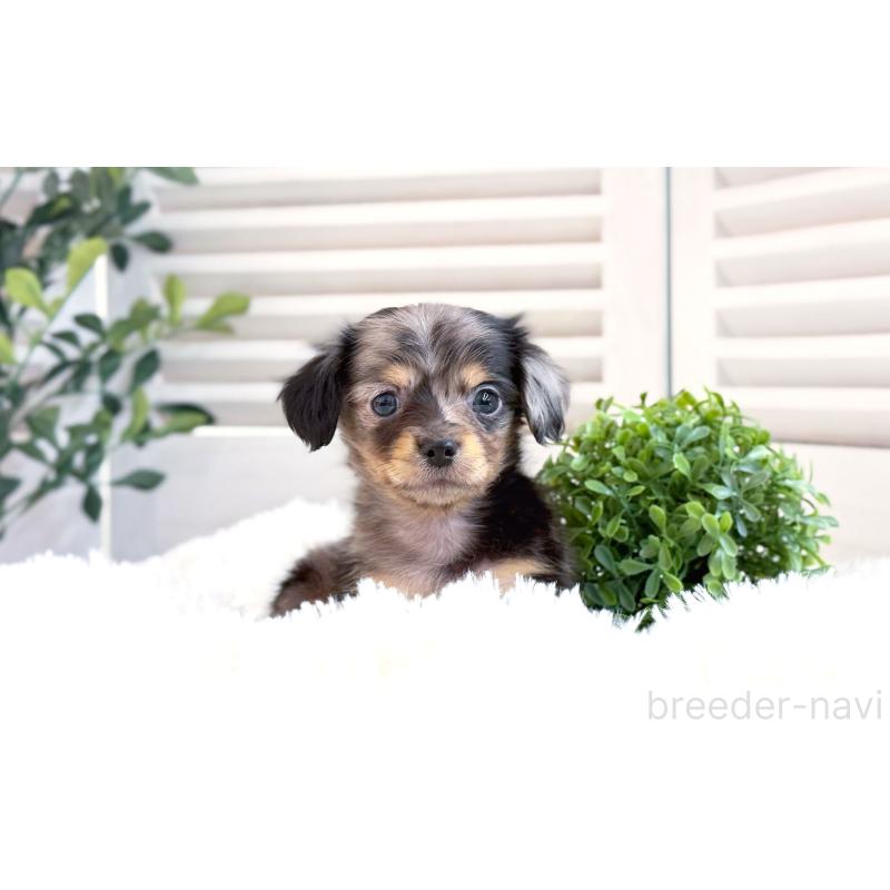 販売中の愛知県のチワックス:チワワ×ミニチュアダックスフンド-444924の2枚目