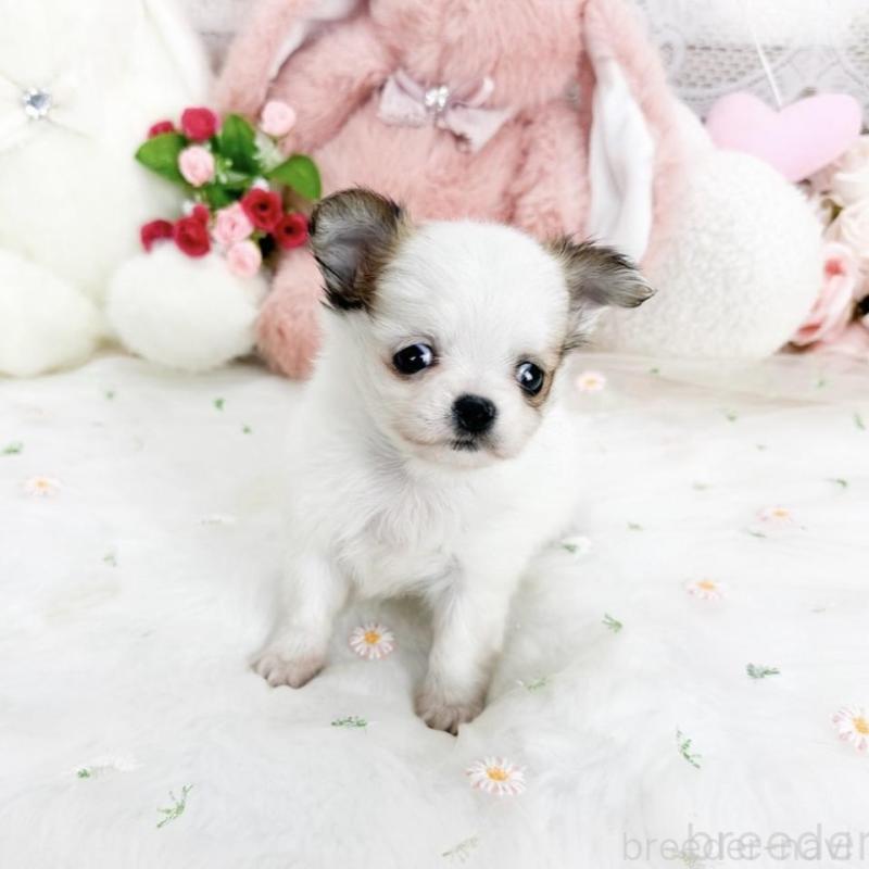 販売中の滋賀県のチワワ(ロングコート)-444925の6枚目