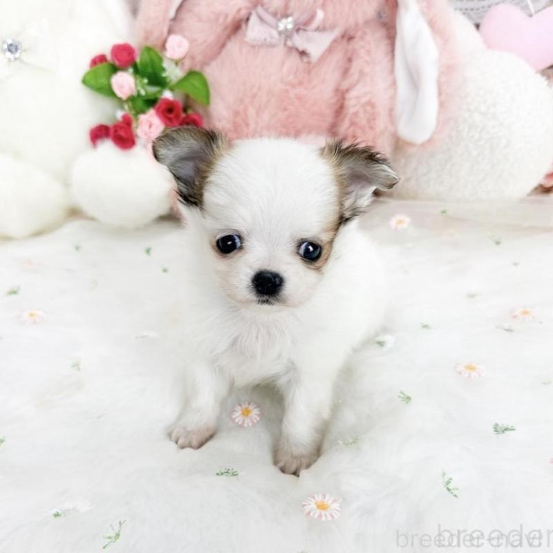 販売中の滋賀県のチワワ(ロングコート)-444925の5枚目