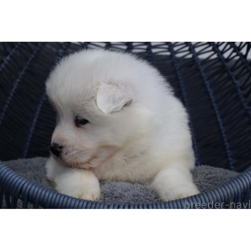 販売中の栃木県のサモエド-444927の8枚目