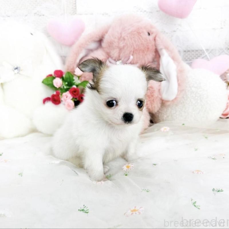 販売中の滋賀県のチワワ(ロングコート)-444925の4枚目