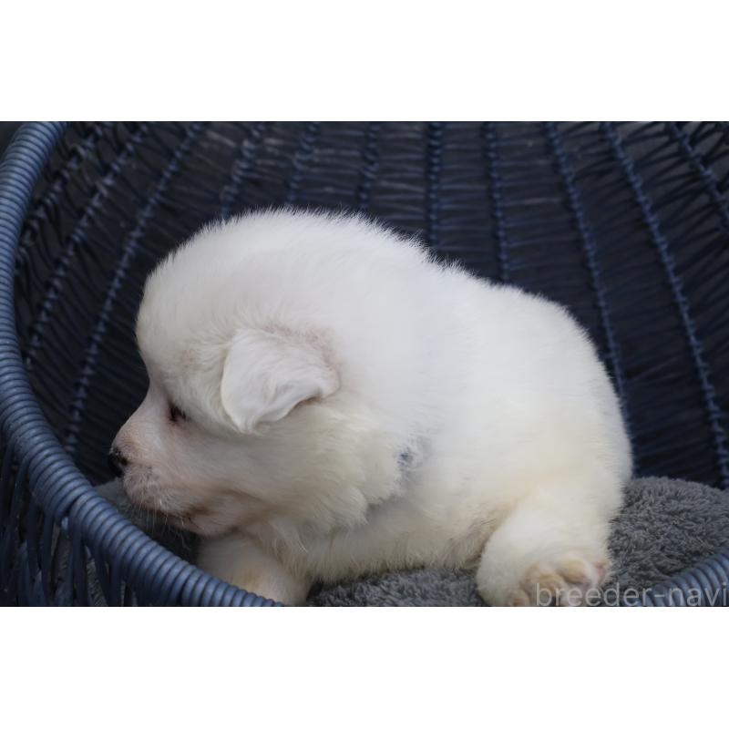 販売中の栃木県のサモエド-444927の5枚目