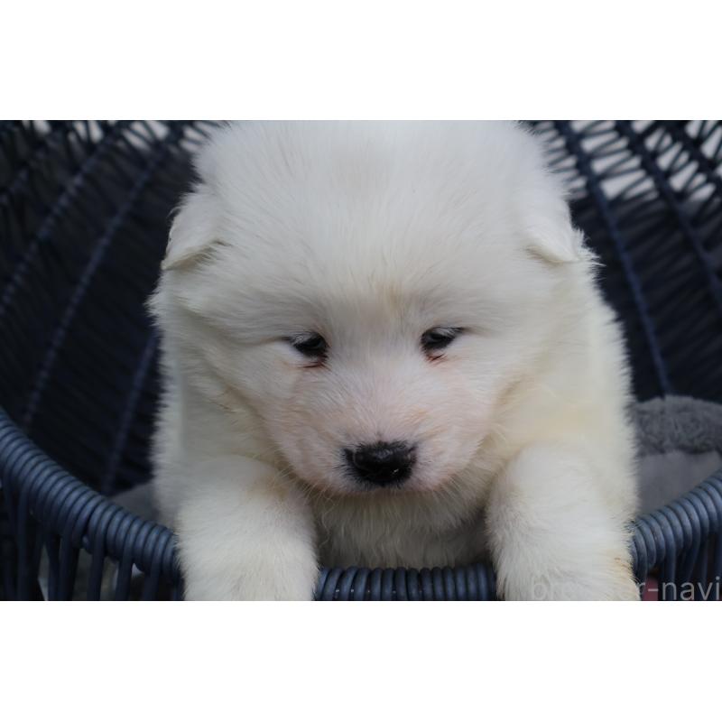 販売中の栃木県のサモエド-444927の4枚目