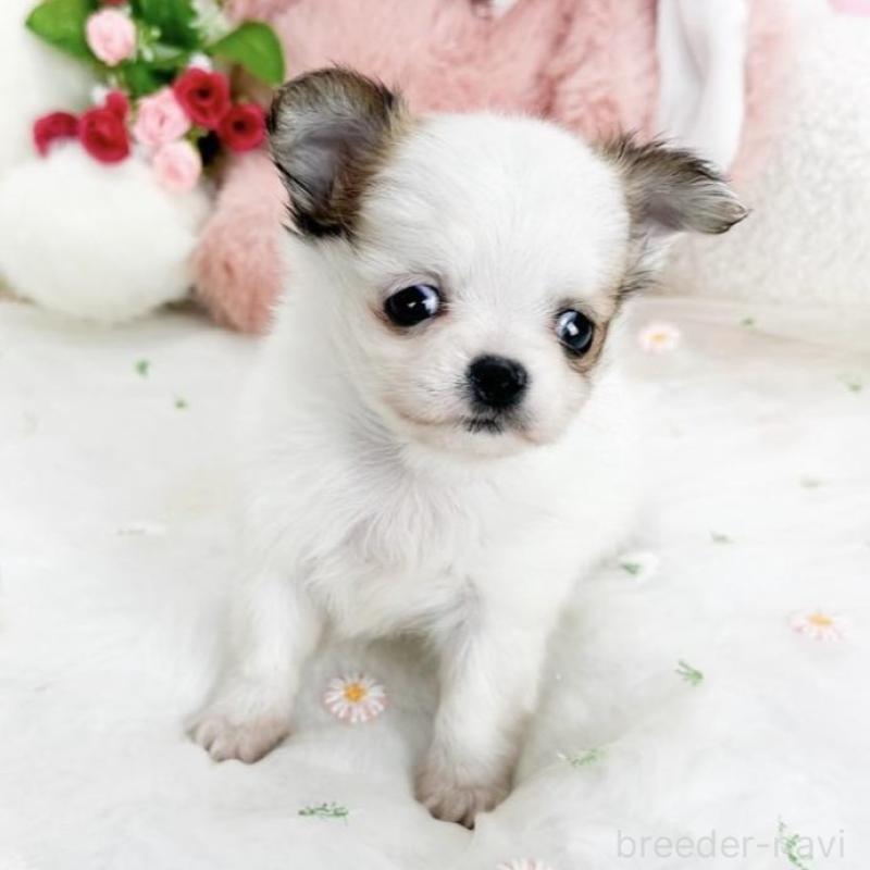 販売中の滋賀県のチワワ(ロングコート)-444925の3枚目