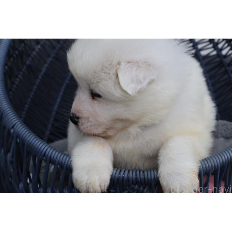 販売中の栃木県のサモエド-444927の3枚目