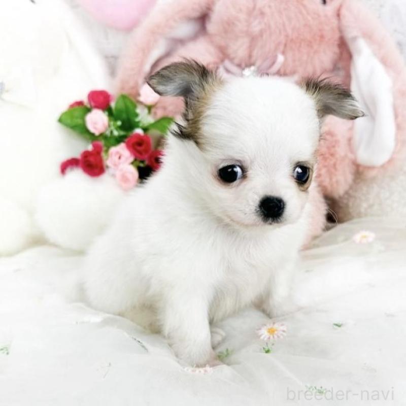 販売中の滋賀県のチワワ(ロングコート)-444925の2枚目