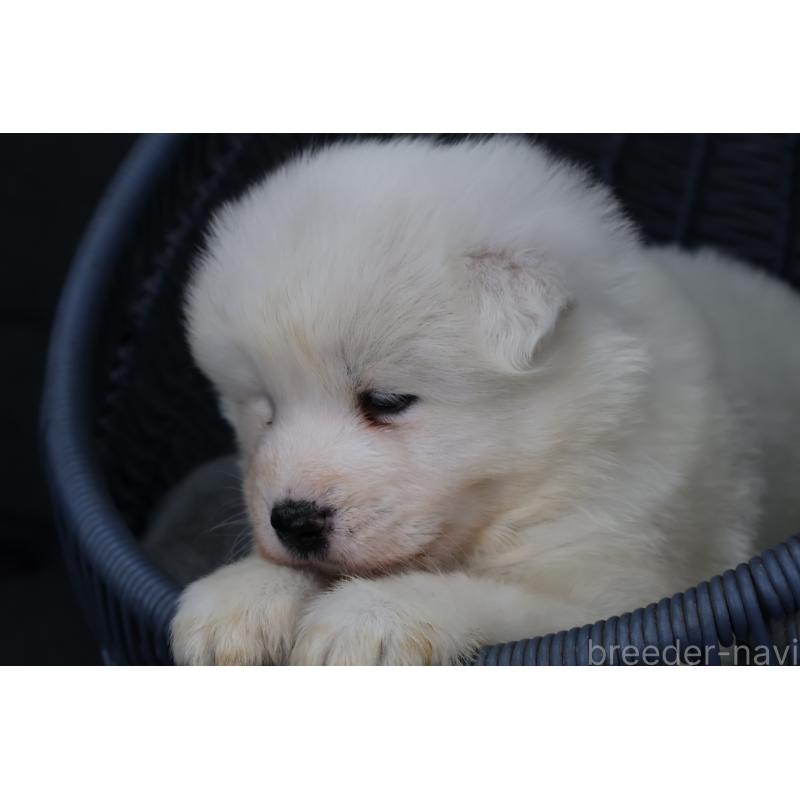 販売中の栃木県のサモエド-444929の9枚目