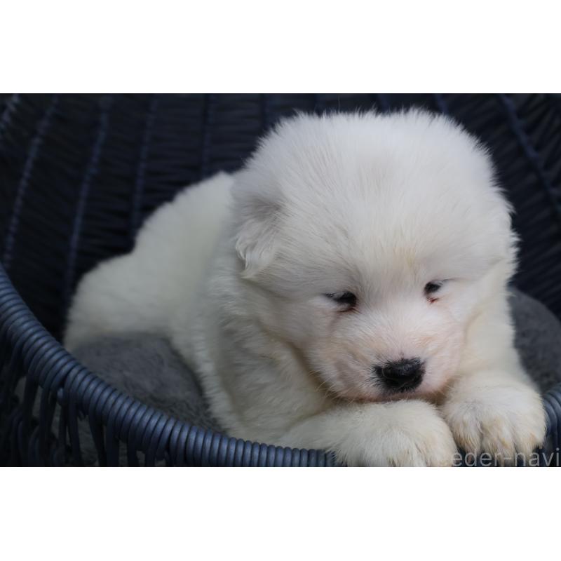 販売中の栃木県のサモエド-444929の8枚目