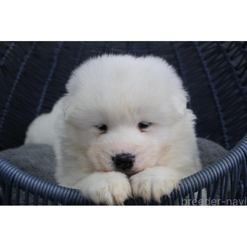 販売中の栃木県のサモエド-444929の7枚目