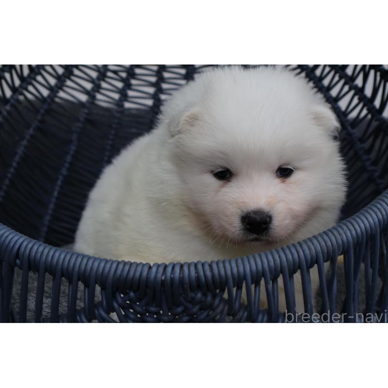 販売中の栃木県のサモエド-444929の5枚目